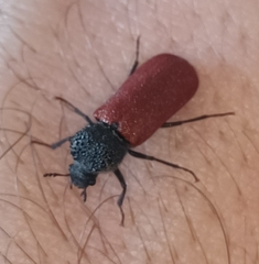 Bostrichus capucinus