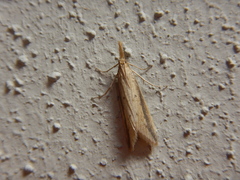 Donacaula melinellus