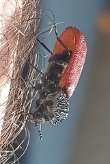 Bostrichus capucinus