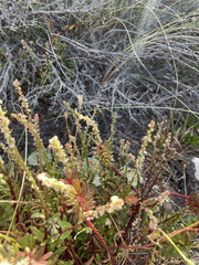 Stackhousia spathulata