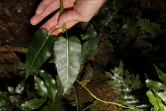 Leichhardtia rostrata