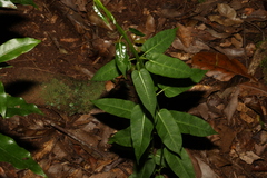 Leichhardtia rostrata