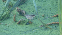 Acrocephalus gracilirostris gracilirostris