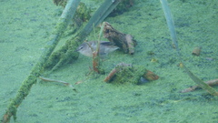 Acrocephalus gracilirostris gracilirostris