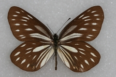 Aporia agathon