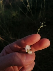 Cytisus multiflorus