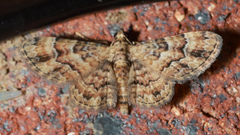 Gymnoscelis lophopus