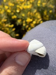 Sphincterochila