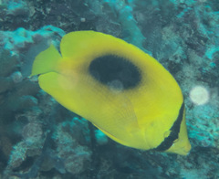 Chaetodon speculum