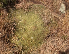 Euphorbia pulvinata