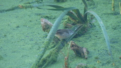 Acrocephalus gracilirostris gracilirostris