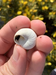 Sphincterochila