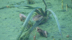 Acrocephalus gracilirostris gracilirostris