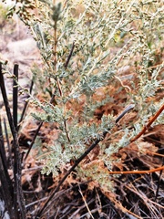Artemisia schrenkiana
