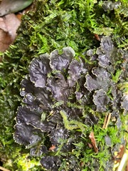 Peltigera dolichorhiza