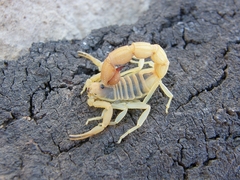 Parabuthus planicauda