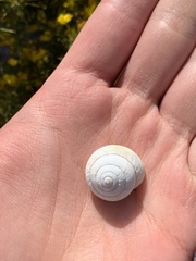 Sphincterochila