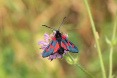 Zygaena lonicerae