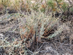 Artemisia schrenkiana