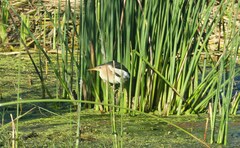 Ixobrychus minutus payesii