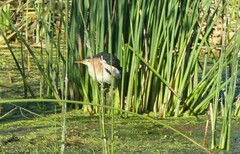 Ixobrychus minutus payesii