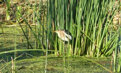 Ixobrychus minutus payesii