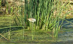 Ixobrychus minutus payesii