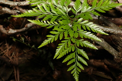 Davallia solida pyxidata