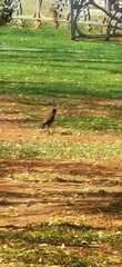 Acridotheres tristis