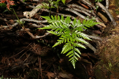 Davallia solida pyxidata