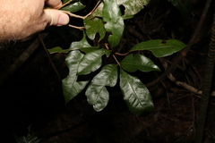 Heritiera trifoliolata