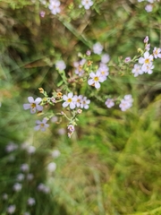 Chaenostoma hispidum