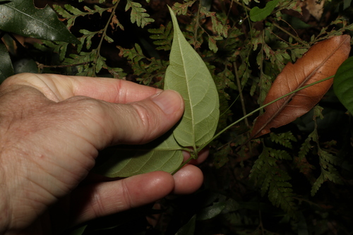 Image of Parsonsia induplicata by (c) Greg Tasney, some rights reserved (CC BY-SA)