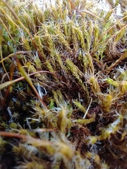Syntrichia ruraliformis