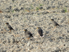 Acridotheres javanicus