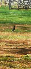 Acridotheres tristis