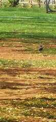 Acridotheres tristis