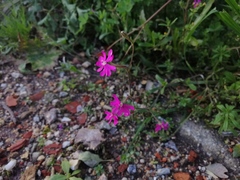 Silene dioica