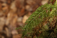 Abrodictyum caudatum