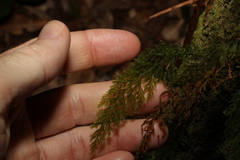 Abrodictyum caudatum