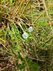 Monsonia