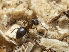 Lasius brunneus