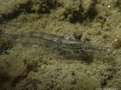 Atyaephyra desmarestii