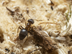 Lasius brunneus