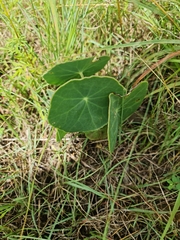 Senecio oxyriifolius