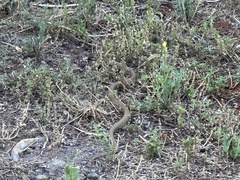 Pseudonaja aspidorhyncha