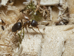 Lasius brunneus