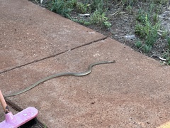 Pseudonaja aspidorhyncha