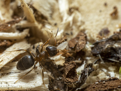 Lasius brunneus