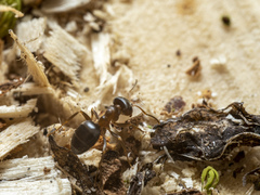 Lasius brunneus